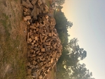 Firewood seasoned ready burn