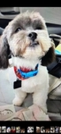 Beautiful Toy Shi-Poo Puppies