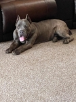 Cane Corso (Italian mastiffs) puppies coming soon!