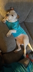 Pitbull/Heeler Mix Free