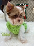 AKC  Stunning  Male Micro Yorkies