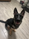 6 month old Female German Shepherd
