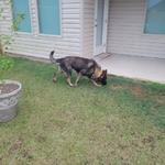 Akc Male German Shepherd. German Working Bloodlines