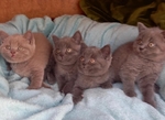Super Kittens