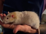 2 Rats & Cage
