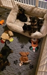 Yorkie Puppies for Adoption