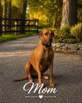 Rhodesian Ridgeback Puppies
