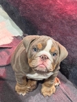 AKC English Bulldog Puppies