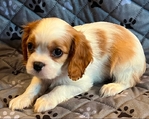 Cavalier King Charles Spaniels