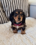 DACHSHUND PUPPIES - READY NOW