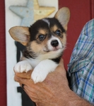 Registered Corgi Male