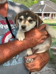 Free Puppies