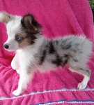 TEACUP AUSSIE