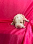 Beagle Puppies AKC