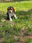 Beagle puppies AKC