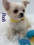 AKC Applehead Longcoat Chihuahuas