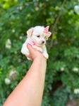 Teacup shih tzu