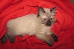 Ragdoll kittens for sale