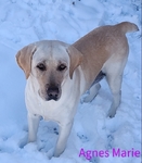 Full blooded Labrador