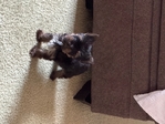 Toy yorkies