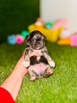 Apple head Chihuahua puppies AKC.