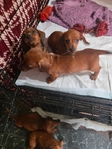 puppies