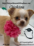 AKC Applehead Longcoat Chihuahuas
