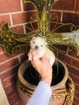 Chihuahua puppies Apple head Gorgeous!