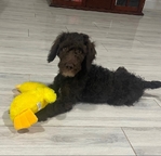 Goldendoodle Puppies
