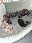Ckc long-haired miniature dachshunds