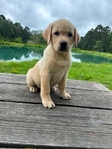 Yellow Female/Cream White Male Labrador Puppies