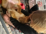 Female Pyranese/German shepherd pup