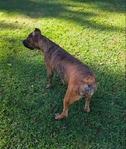 Upcoming: AKC Cane Corso litter!
