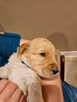 Male Goldendoodle- $1500