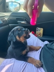 Male Rottweiler puppy
