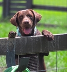 Registered Lab Puppies
