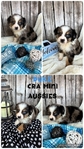 ASDR mini Aussies