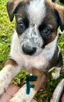 Blue heeler/ Australian shepherd mix pups