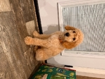 Golden Doodle Puppy