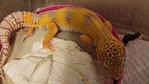 Have to downsize. Reptiles must go to new homes