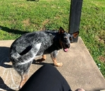 Blue Heeler Rehoming