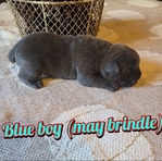 Cane Corso (italian mastiff) puppies!