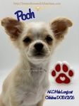 AKC Longcoat Chihuahuas