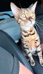 1 yr old Bengal cat
