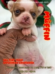 AKC Tiny Applehead Smooth Coat Chihuahuas