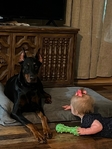 AKC DOBERMAN PUPPIES