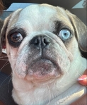 Pug Puppy