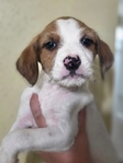 FREE Puppies