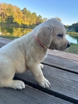Gorgeous Yellow English Labrador Females