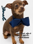 AKC Stunning Male Lilac & Tan Chihuahua